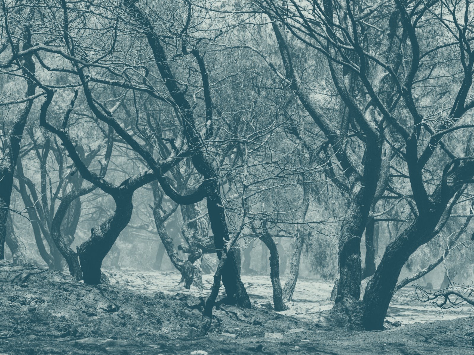 Charred forest landscape after a wildfire